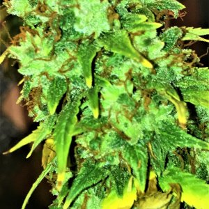 Fast Critical Poison 10-21-21 END bud.JPG