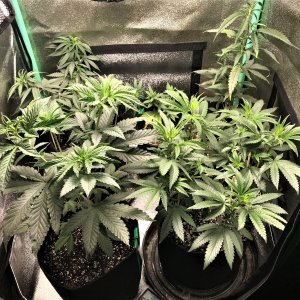 Freebie + 1 Grow 10-21-21 Day44.jpg