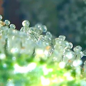 SASS TRICHOME 1.jpg