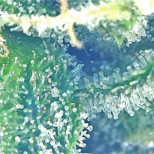 SASS TRICHOME 3.jpg