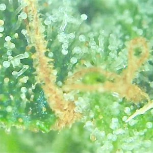 SASS TRICHOME 4.jpg