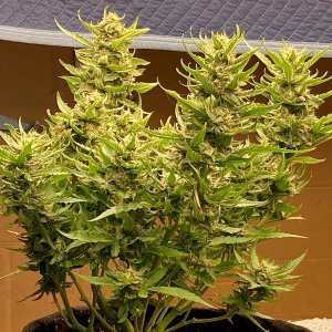 Whole plant LED.jpg