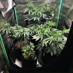 Freebie + 1 Grow 10-23-21 Day47.jpg