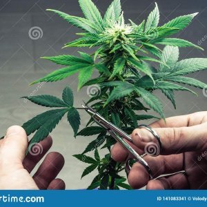 person-trimming-leaves-medical-marijuana-plant-close-up-cannabis-plant-growing-indoor-person-t...jpg