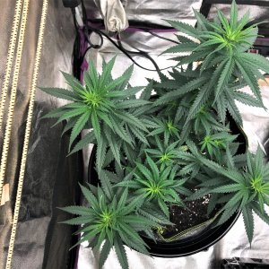 THC B 10-24-21 D47 evening after up-pot.jpg