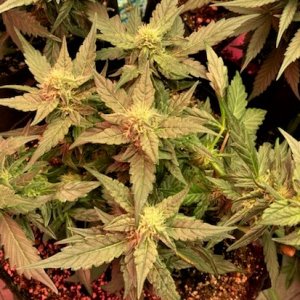 Strawberry Banana 1 WHOLE PLANT.jpg