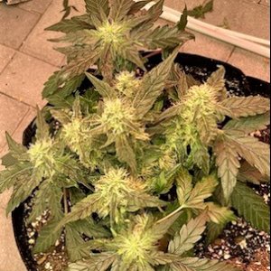 Strawberry Banana 2 WHOLE INDICA PLANT.jpg