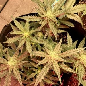 Strawberry Banana 3 WHOLE PLANT.jpg