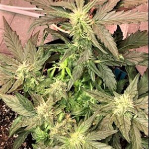 Strawberry Banana 4 WHOLE PLANT.jpg