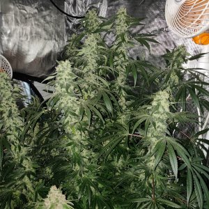 Sweet Cherry Pie - Day 94 - 6.jpg