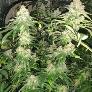 Red Hot Cookies - Day 94 - 8.jpg