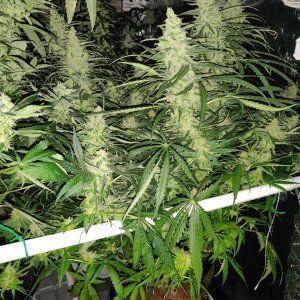 Blue Sunset Sherbert - Day 94 - 4.jpg