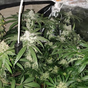 Mimosa x Orange Punch - Day 94 - 6.jpg