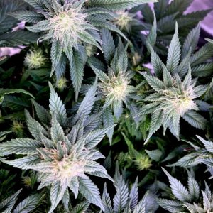 GTH Bud cluster 2 October 27.jpg