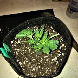 ARC clone 10-27-21 D1 into 1 gallon pot.jpg