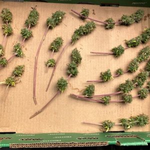 Lower Bud Harvest Chunky.jpg