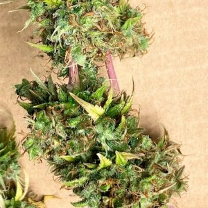 Chunky Lower Bud Harvest 2.jpg