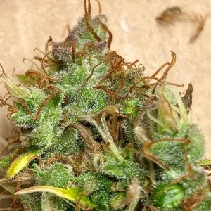 Chunky Lower Bud Closeup Harvest.jpg