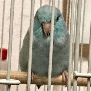 Pygmy Parrot.jpg