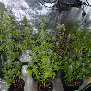 Buddhakin6weeksflush 017.JPG