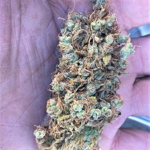 Chunky Finished Cola Buds 1.jpg