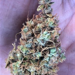 Chunky Finished Cola Buds 3.jpg