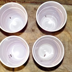 Auto seeds in cups II 11-3-21.JPG