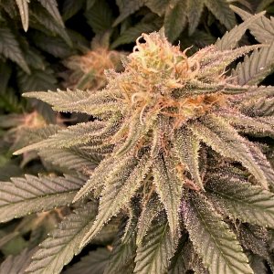 Ghost TH Bud 11 3.jpg