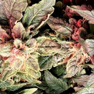 Strawb Ban Bud 2 11 3.jpg