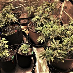 Freebie + 1 Grow 11-4-21 D57.jpg