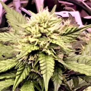 Gelato Bud 2 11 5.jpg