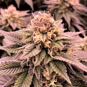 Hulkberry bud 11 5.jpg