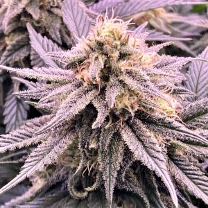 Ghost Train Haze bud 11 5.jpg