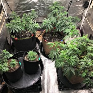 Freebie + 1 Grow 11-5-21 D58.jpg