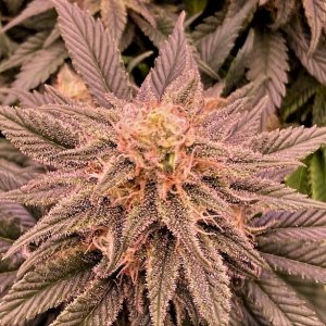 GTH bud 3 11 6.jpg