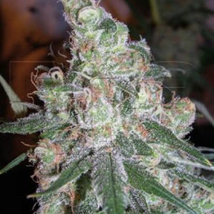 dna-genetics-chocolope.jpg