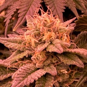 Hulkberry Bud Day 49.jpg