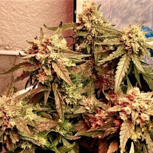 SB whole plant ridiculous buds 11 13.jpg