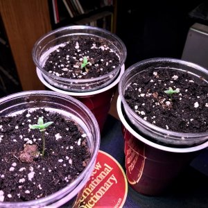 Auto seedlings Day3.jpg