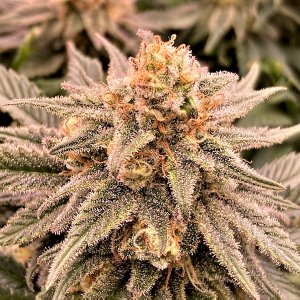 GTH bud 11 15.jpg