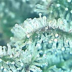 Slurricane trichomes.jpg