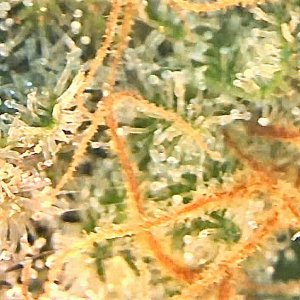 GTH trichomes.jpg