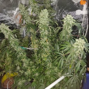 Sweet Cherry Pie - Day 114 - 13.jpg