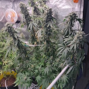 Sweet Cherry Pie - Day 114 - 4.jpg