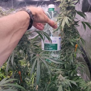 Sweet Cherry Pie - Day 114 - 8.jpg