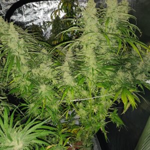 Blue Sunset Sherbert - Day 114 - 10.jpg