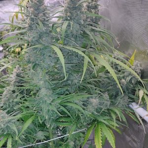 Blue Sunset Sherbert - Day 114 - 8.jpg