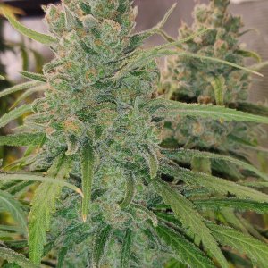 Blue Sunset Sherbert - Day 114 - 15.jpg