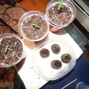 Auto seedling 11-16-21 D7 solos D2 pucks.JPG