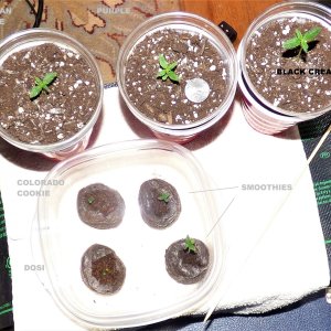 Auto seedlings 11-17-21 D8 solos D3 pucks LABELS.jpg